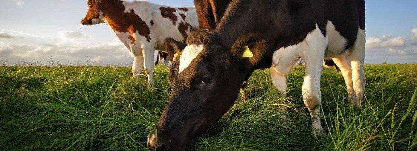 Waarom veevoederzout een onmisbaar supplement is voor je dieren