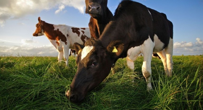 Waarom veevoederzout een onmisbaar supplement is voor je dieren